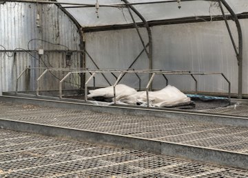 04c-serre-semis tomates.jpg